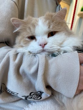 猫カフェモカ　イオンレイクタウン店に投稿された画像（2024/4/24）