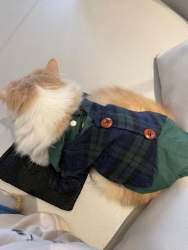 猫カフェモカ　イオンレイクタウン店に投稿された画像（2024/4/24）