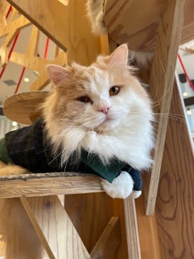猫カフェモカ　イオンレイクタウン店に投稿された画像（2024/4/24）