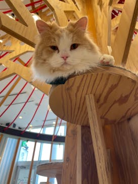 猫カフェモカ　イオンレイクタウン店に投稿された画像（2024/4/24）