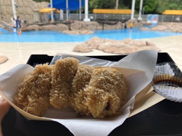 志摩市浜島磯体験施設 海ほおずきに投稿された画像（2024/4/24）