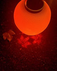 NAKED 紅葉の新宿御苑2023に投稿された画像（2024/4/24）