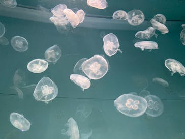 アクアワールド茨城県大洗水族館に投稿された画像（2024/4/25）
