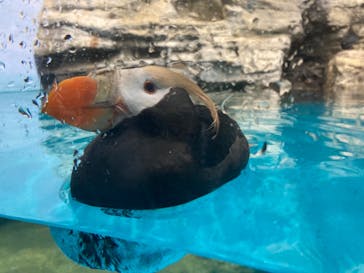 アクアワールド茨城県大洗水族館に投稿された画像（2024/4/25）