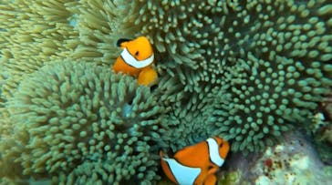 石垣島 ADVENTURE PiPi（イシガキジマアドベンチャーピピ）に投稿された画像（2024/4/25）