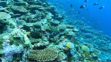 石垣島 ADVENTURE PiPi（イシガキジマアドベンチャーピピ）に投稿された画像（2024/4/25）