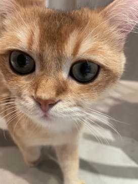 猫カフェモカ　神戸三宮店に投稿された画像（2024/4/25）