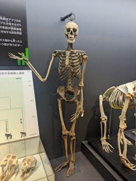 特別展「大哺乳類展３－わけてつなげて大行進」に投稿された画像（2024/4/25）