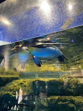 マクセル アクアパーク品川に投稿された画像（2024/4/25）