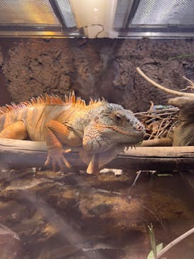 マクセル アクアパーク品川に投稿された画像（2024/4/25）