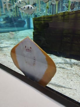 NIFREL（ニフレル）に投稿された画像（2024/4/25）