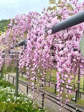浜名湖花博2024に投稿された画像（2024/4/25）