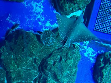 DMMかりゆし水族館に投稿された画像（2024/4/25）