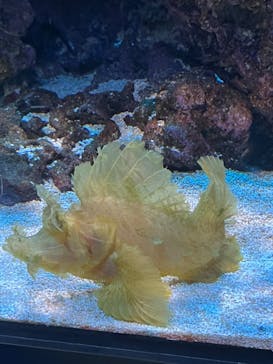 DMMかりゆし水族館に投稿された画像（2024/4/25）