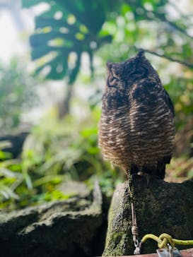 伊豆シャボテン動物公園に投稿された画像（2024/4/26）