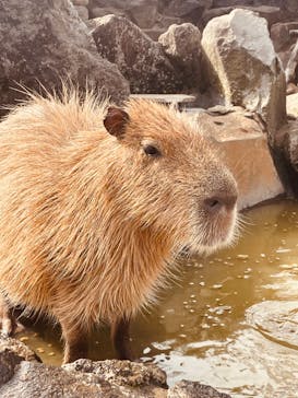 伊豆シャボテン動物公園に投稿された画像（2024/4/26）