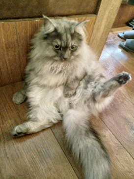 猫カフェモカ　池袋東口店に投稿された画像（2024/4/26）