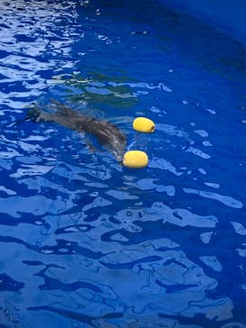 大分マリーンパレス水族館 「うみたまご」に投稿された画像（2024/4/26）