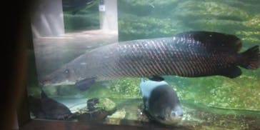 カワスイ 川崎⽔族館に投稿された画像（2024/4/26）