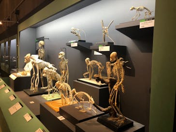 特別展「大哺乳類展３－わけてつなげて大行進」に投稿された画像（2024/4/26）