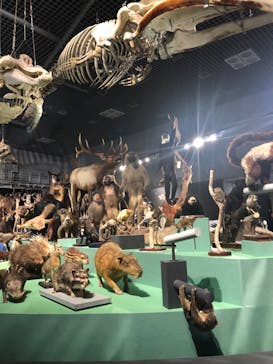 特別展「大哺乳類展３－わけてつなげて大行進」に投稿された画像（2024/4/26）