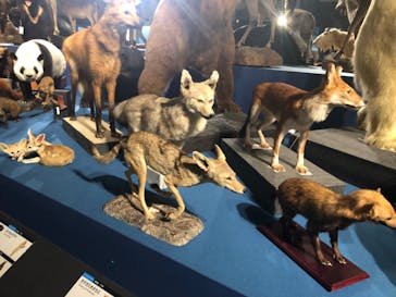 特別展「大哺乳類展３－わけてつなげて大行進」に投稿された画像（2024/4/26）