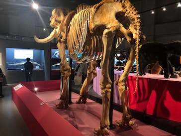 特別展「大哺乳類展３－わけてつなげて大行進」に投稿された画像（2024/4/26）