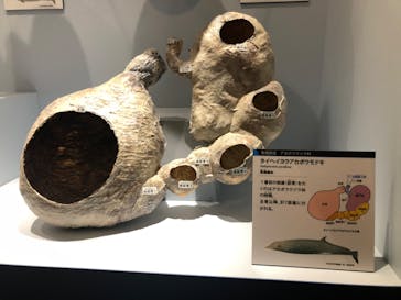 特別展「大哺乳類展３－わけてつなげて大行進」に投稿された画像（2024/4/26）
