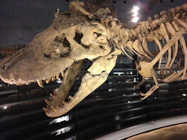 福井県立恐竜博物館に投稿された画像（2024/4/26）