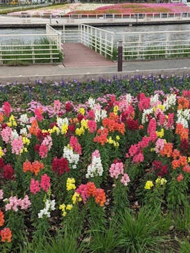 浜名湖花博2024に投稿された画像（2024/4/26）