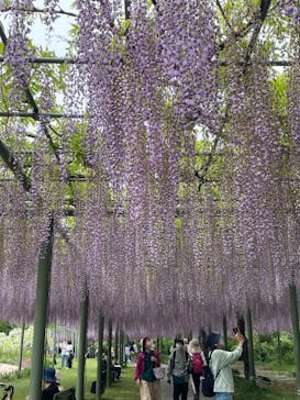 浜名湖花博2024に投稿された画像（2024/4/26）