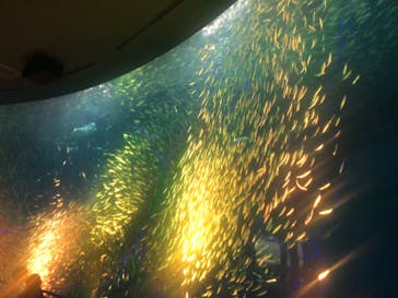 名古屋港水族館に投稿された画像（2024/4/26）