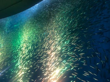 名古屋港水族館に投稿された画像（2024/4/26）