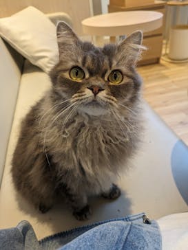 猫カフェモカ　イオンレイクタウン店に投稿された画像（2024/4/26）