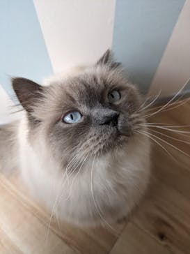 猫カフェモカ　イオンレイクタウン店に投稿された画像（2024/4/26）