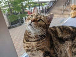 猫カフェモカ　イオンレイクタウン店に投稿された画像（2024/4/26）