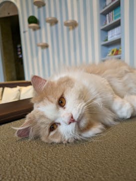 猫カフェモカ　イオンレイクタウン店に投稿された画像（2024/4/26）