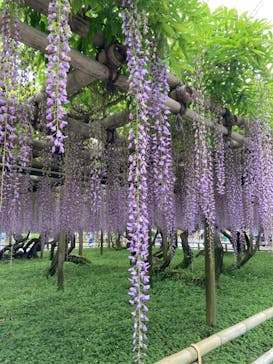 京阪電車に投稿された画像（2024/4/26）