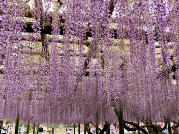 京阪電車に投稿された画像（2024/4/26）