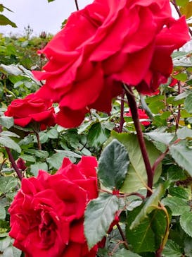 京成バラ園に投稿された画像（2024/4/26）