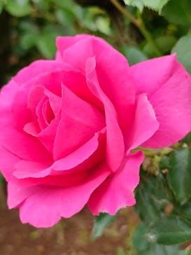 京成バラ園に投稿された画像（2024/4/26）