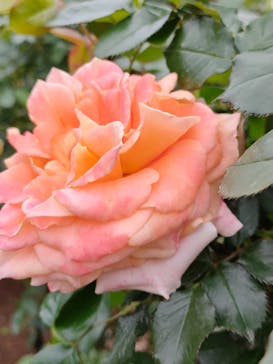 京成バラ園に投稿された画像（2024/4/26）