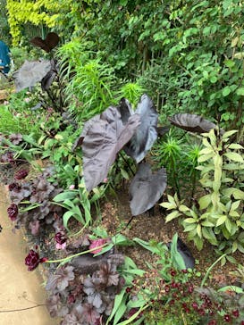 浜名湖花博2024に投稿された画像（2024/4/26）