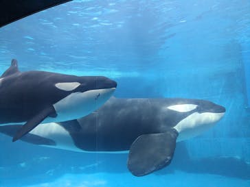 名古屋港水族館に投稿された画像（2024/4/26）