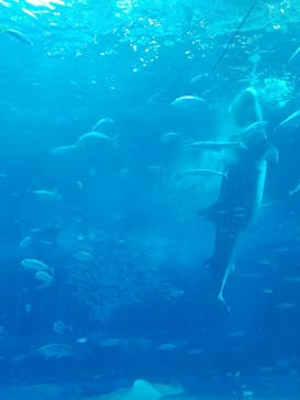 沖縄美ら海水族館に投稿された画像（2024/4/26）