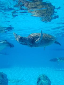 沖縄美ら海水族館に投稿された画像（2024/4/26）