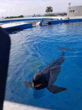沖縄美ら海水族館に投稿された画像（2024/4/26）