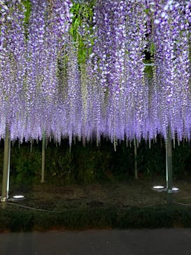 浜名湖花博2024に投稿された画像（2024/4/26）