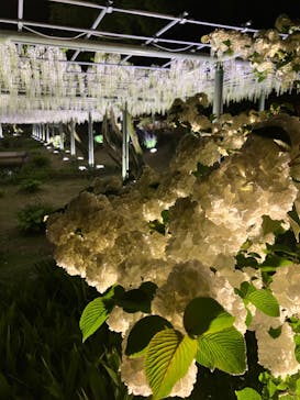 浜名湖花博2024に投稿された画像（2024/4/26）