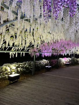 浜名湖花博2024に投稿された画像（2024/4/26）